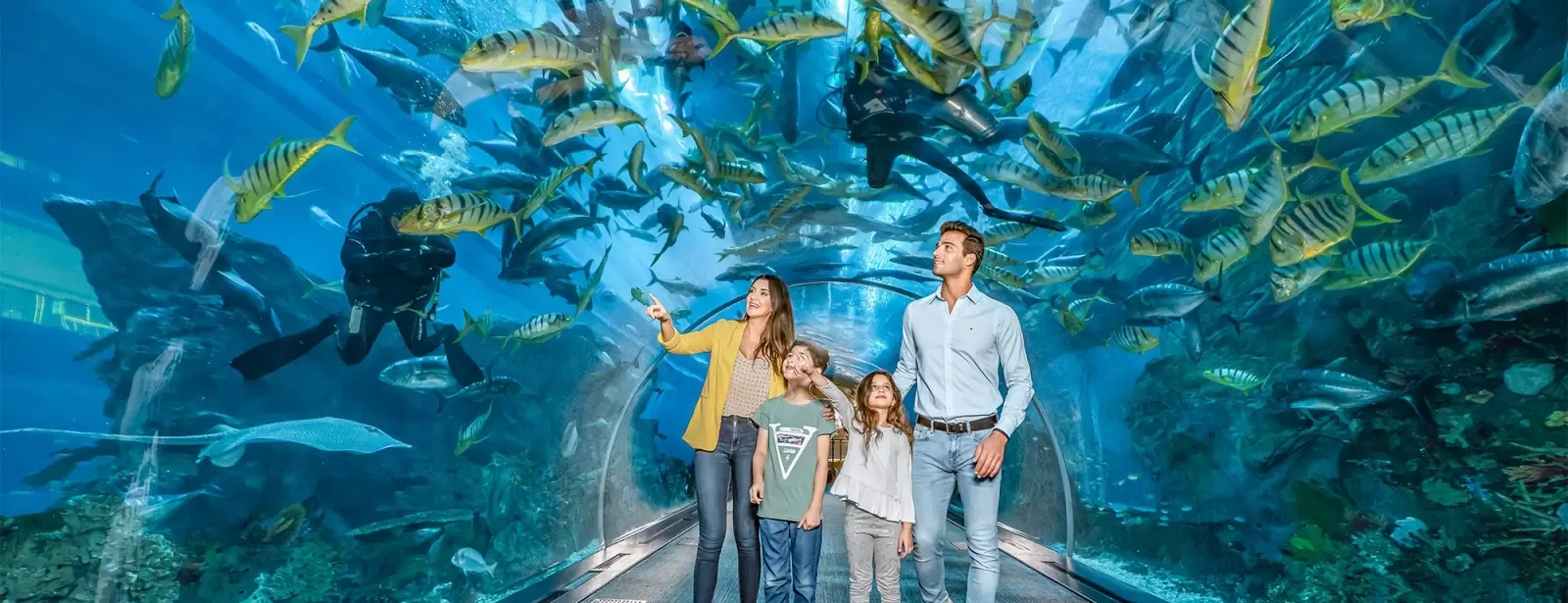 Dubai Aquarium & Underwater Zoo - Explorer Experience
