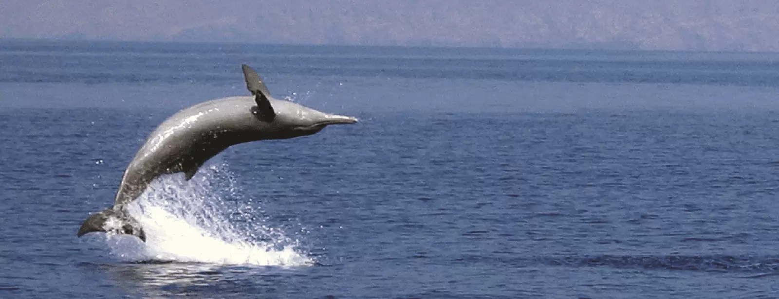 Muscat Dolphin Cruise With Shared Transfers