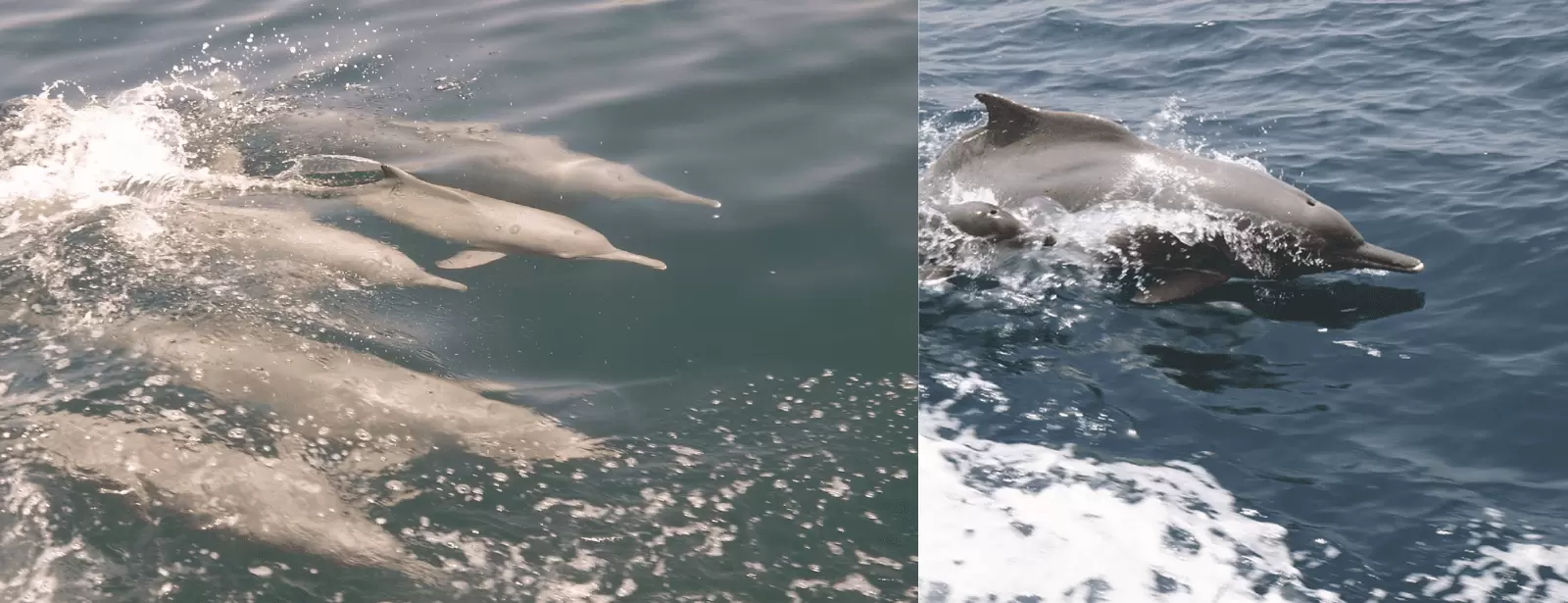 Muscat Dolphin Cruise With Shared Transfers