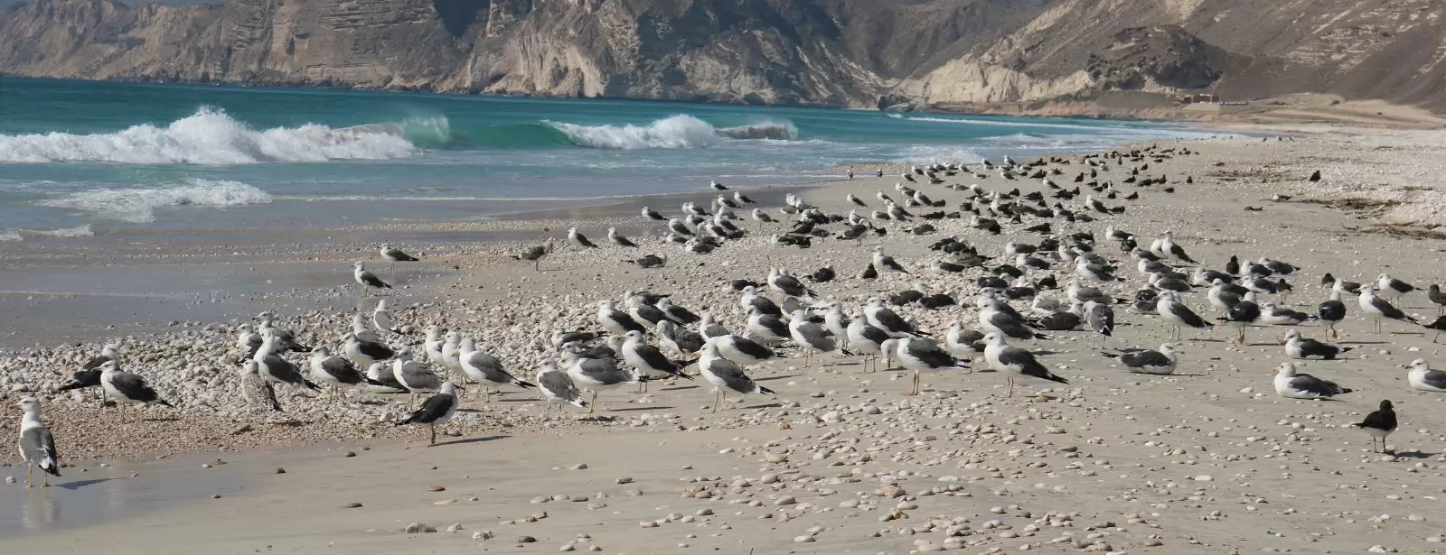 Salalah: Full-Day Beach Escapade Al Mughsail Beach & Fazayah Beach
