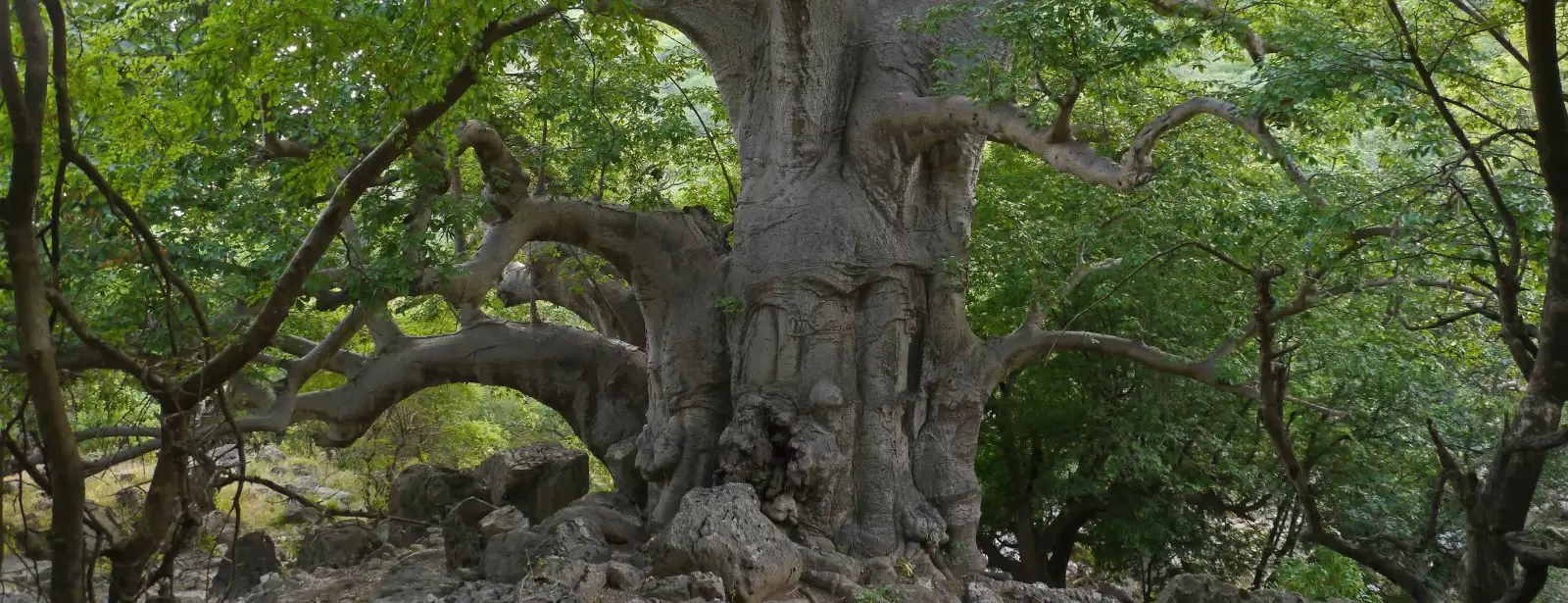 Salalah: Private Full-Day Jebel Safari Tour East