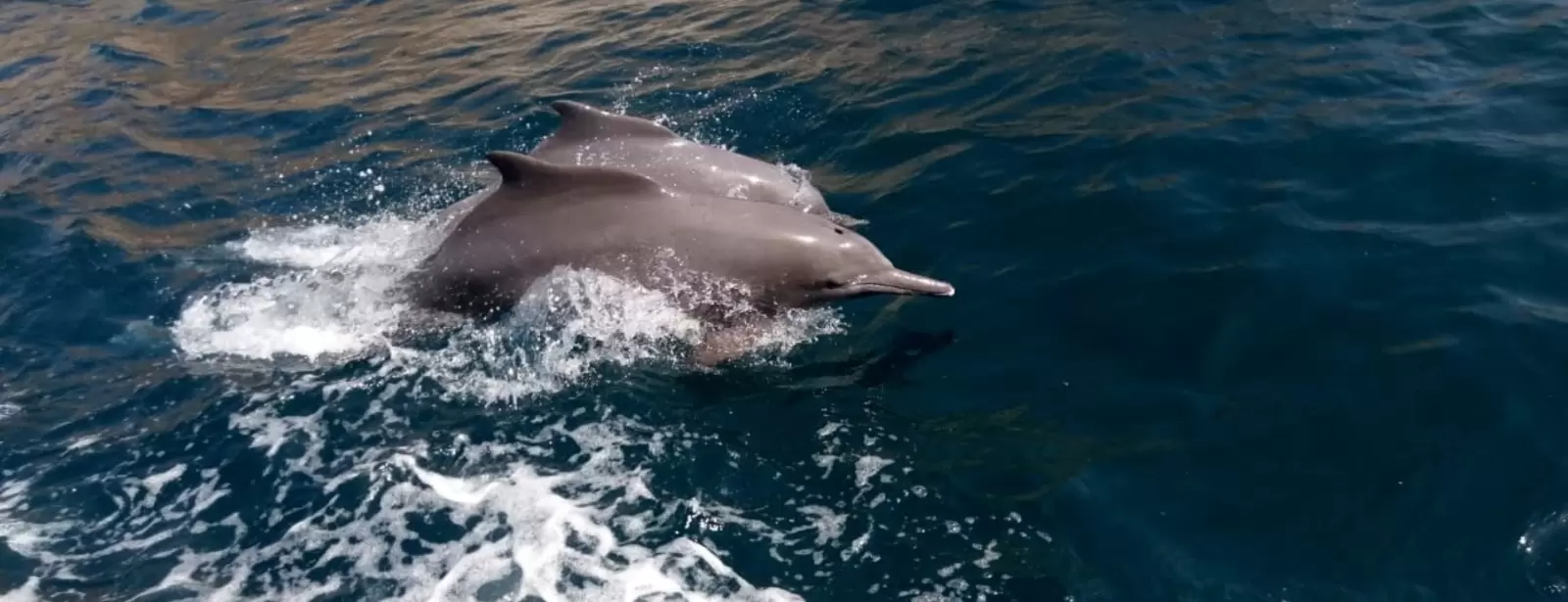 Mussandam Sea Safari Tour With Lunch From Dubai