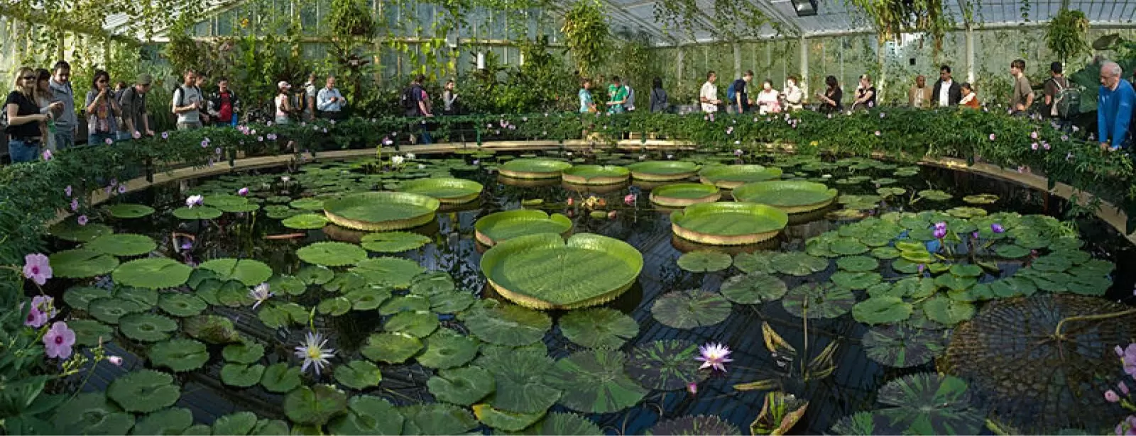 Kew Gardens & Kew Palace: Admission Ticket