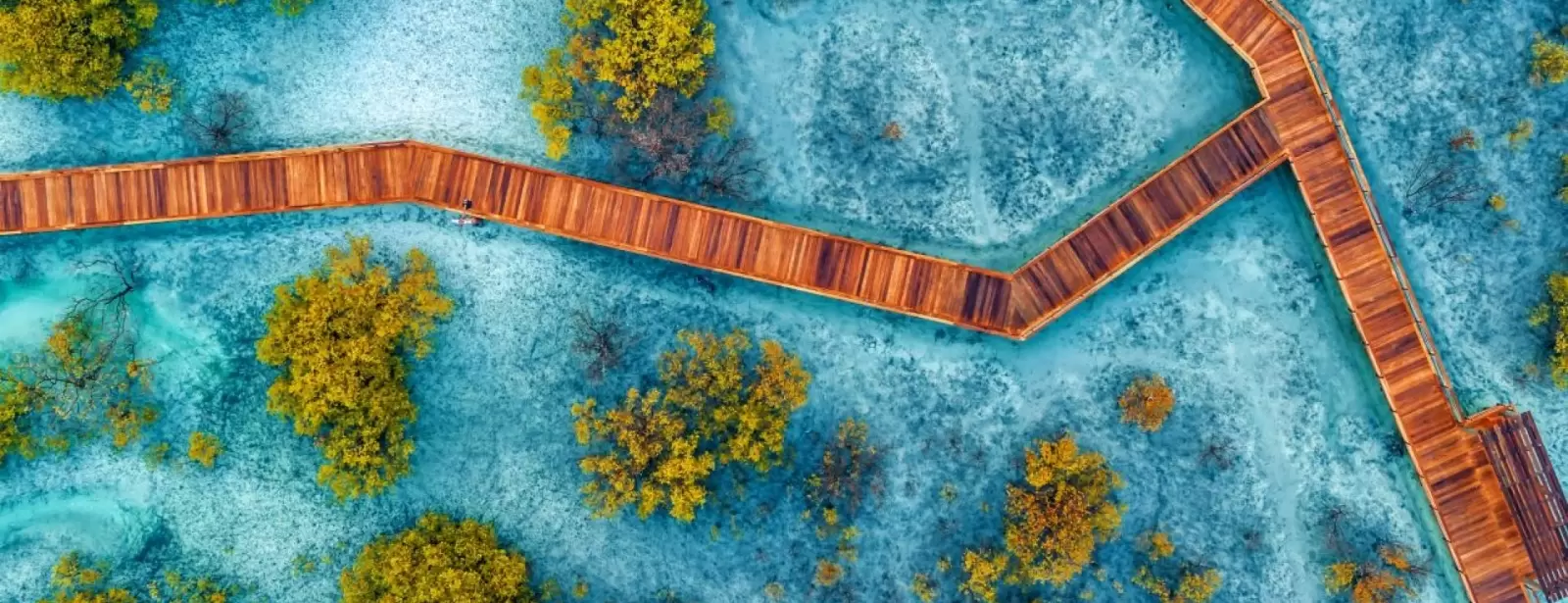 Jubail Mangrove Park - Boardwalk Experience