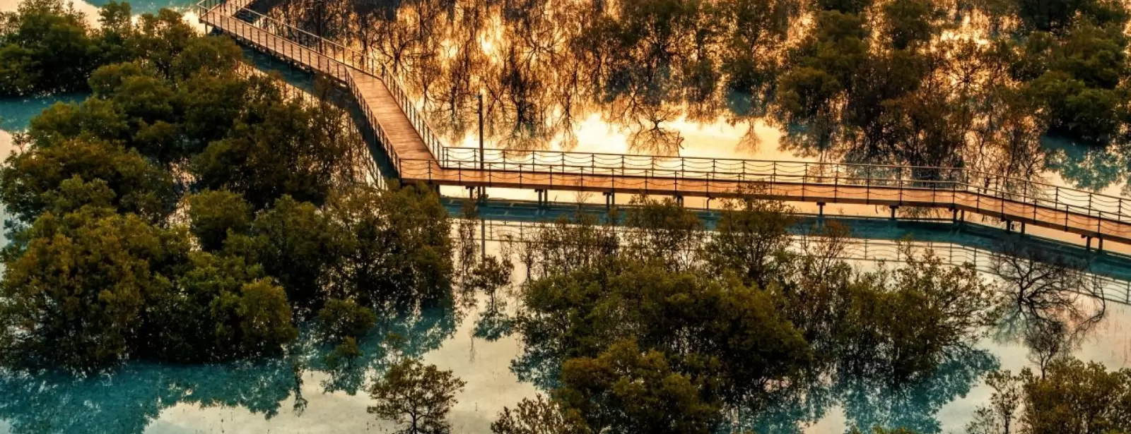 Jubail Mangrove Park - Boardwalk Experience