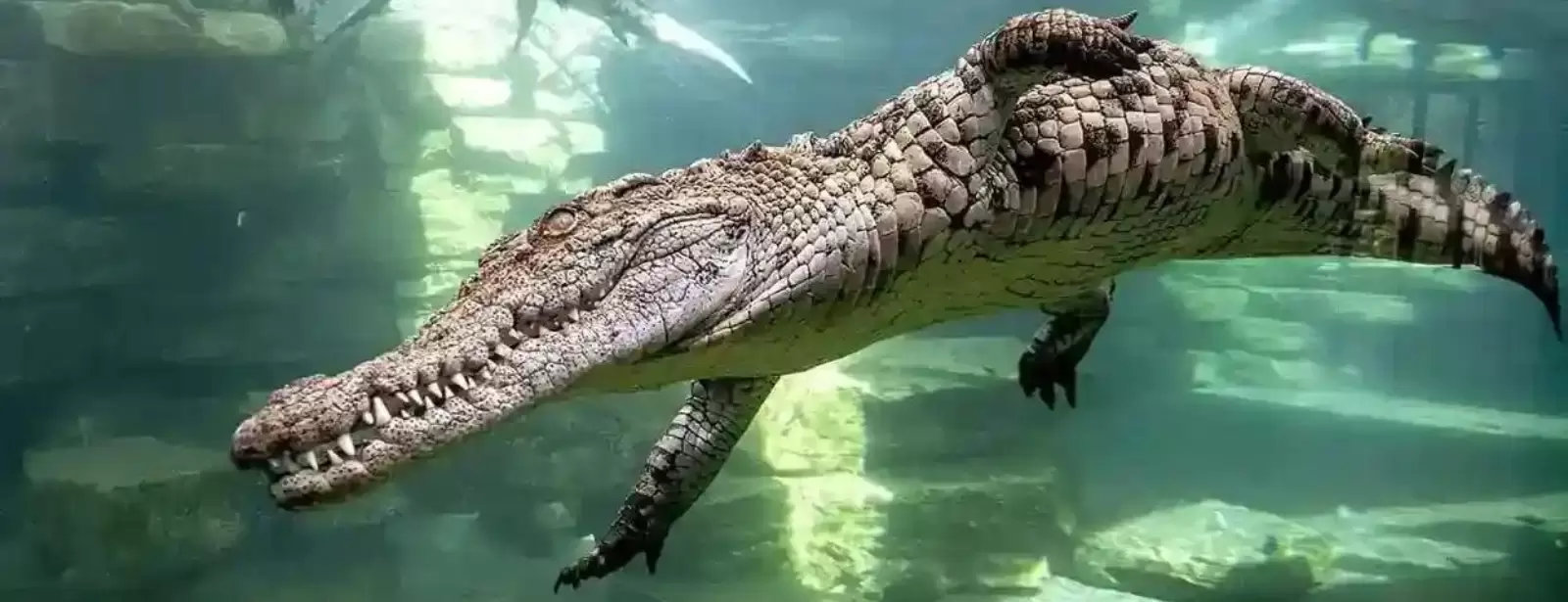 Combo: Global Village + Dubai Crocodile Park