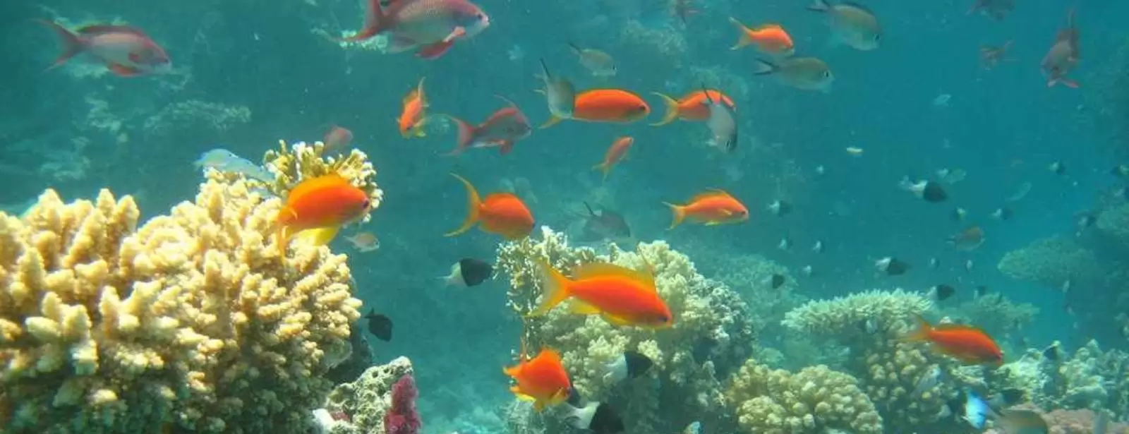 Half-day Snorkeling Boat trip with lunch and drinks from Sharm El Sheikh
