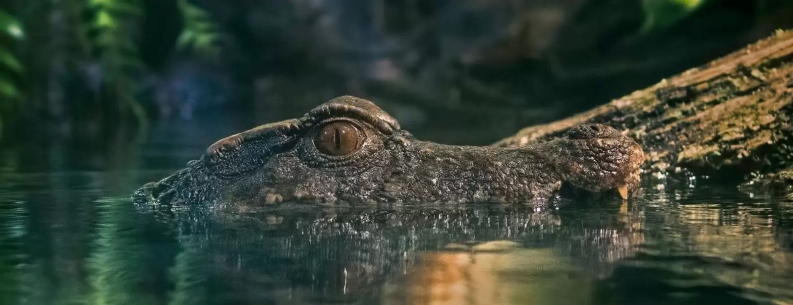 Dubai Aquarium & Underwater Zoo - King Crock Encounter