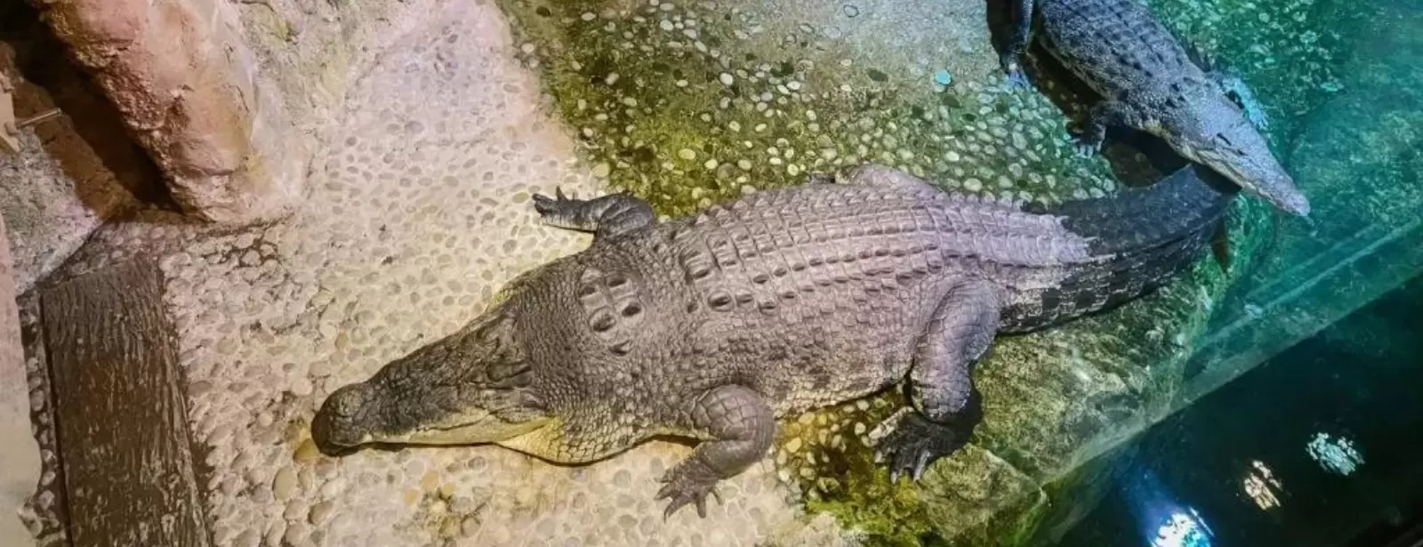 Dubai Aquarium & Underwater Zoo - King Crock Encounter