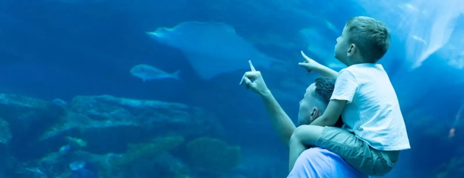 Dubai Aquarium & Underwater Zoo - Ray Encounter