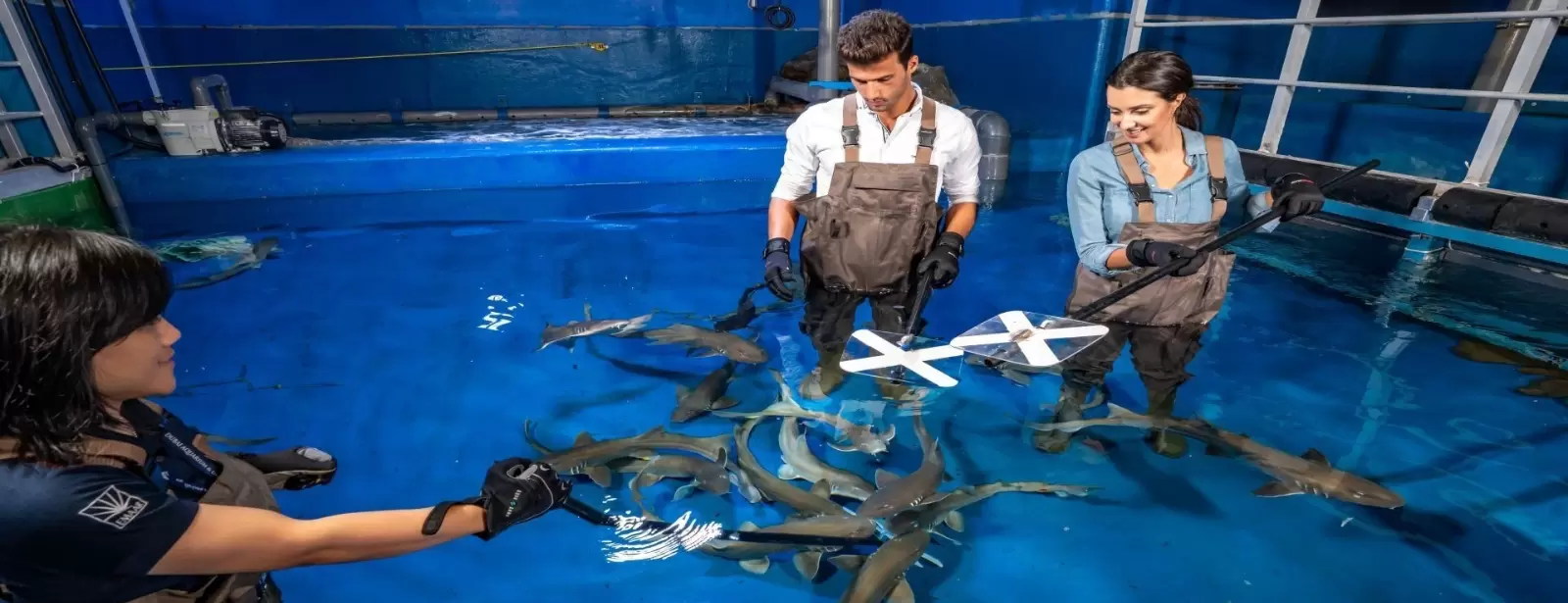 Dubai Aquarium & Underwater Zoo - Shark Trainer Encounter