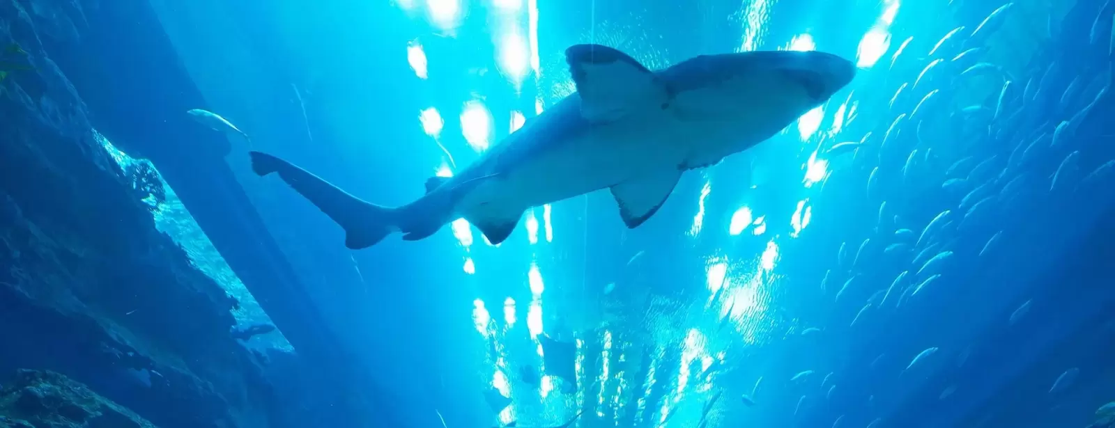 Dubai Aquarium & Underwater Zoo - Ultimate Experience
