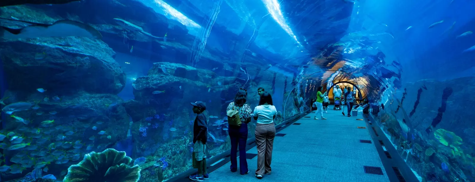 Dubai Aquarium & Underwater Zoo - Ultimate Experience