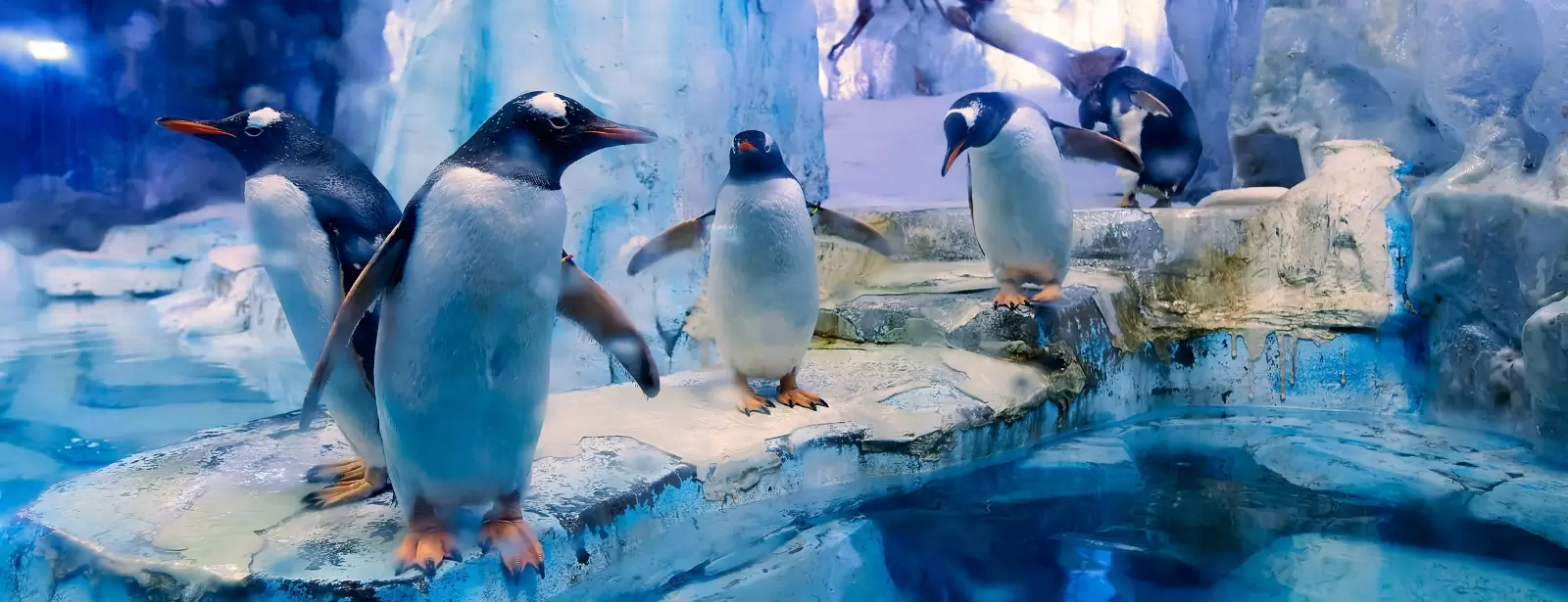 Dubai Aquarium & Underwater Zoo - All Access Pass