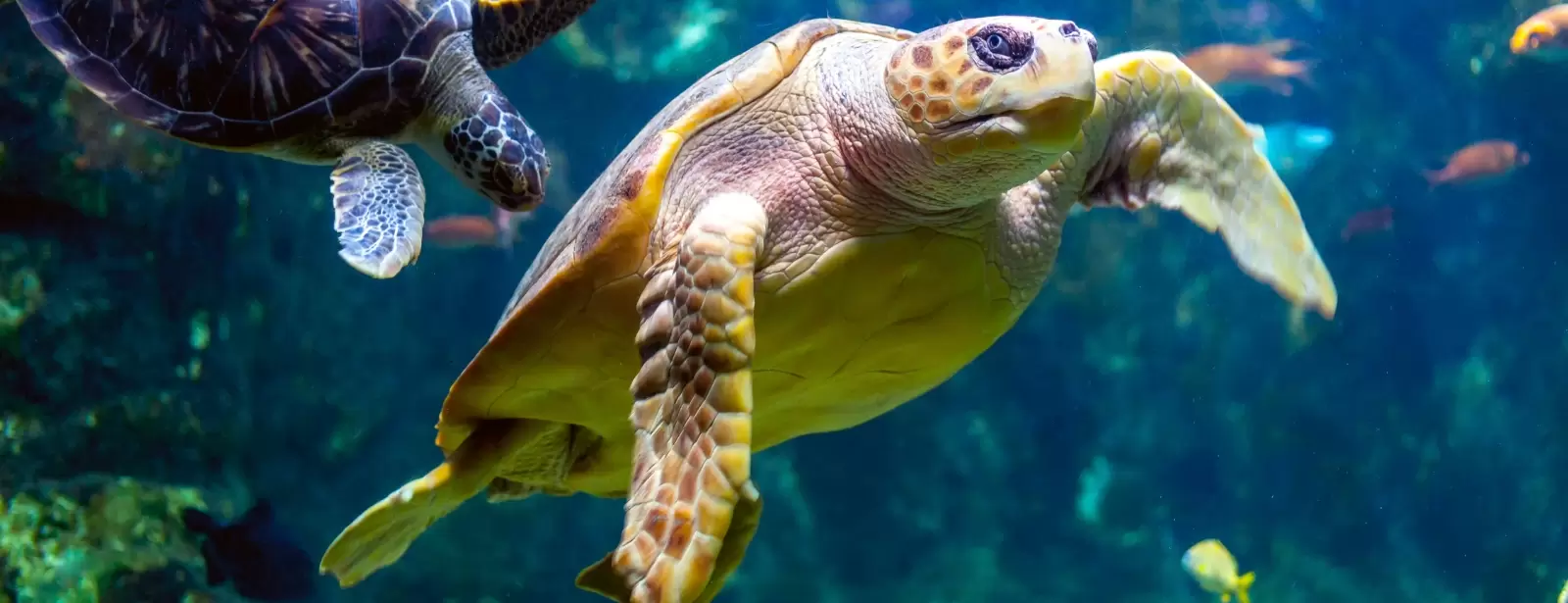 Dubai Aquarium & Underwater Zoo - All Access Pass