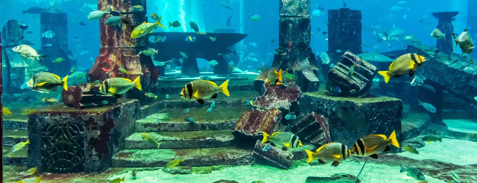 Dubai Aquarium & Underwater Zoo - All Access Pass