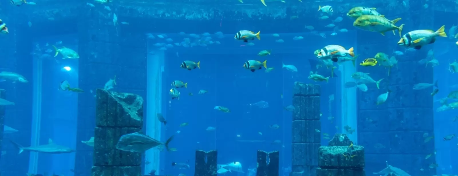 Dubai Aquarium & Underwater Zoo - All Access Pass