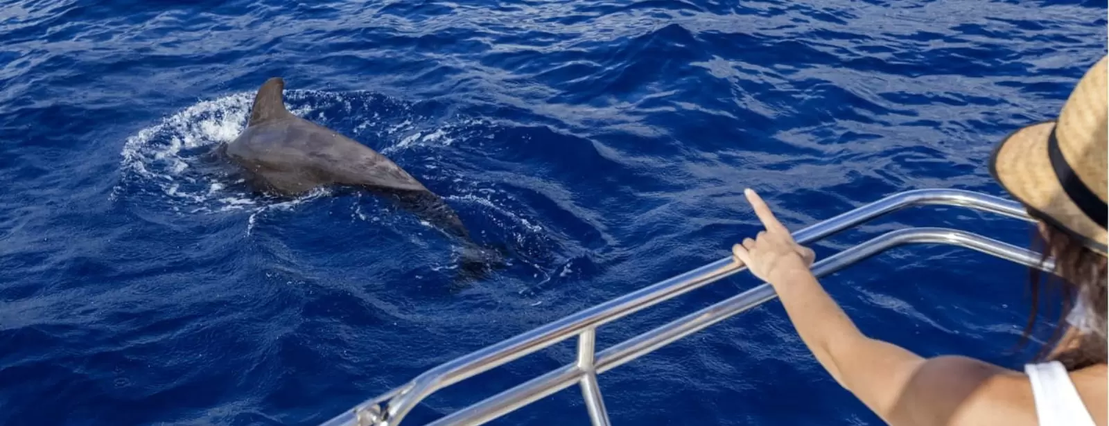 Dolphin Island Boat Trip