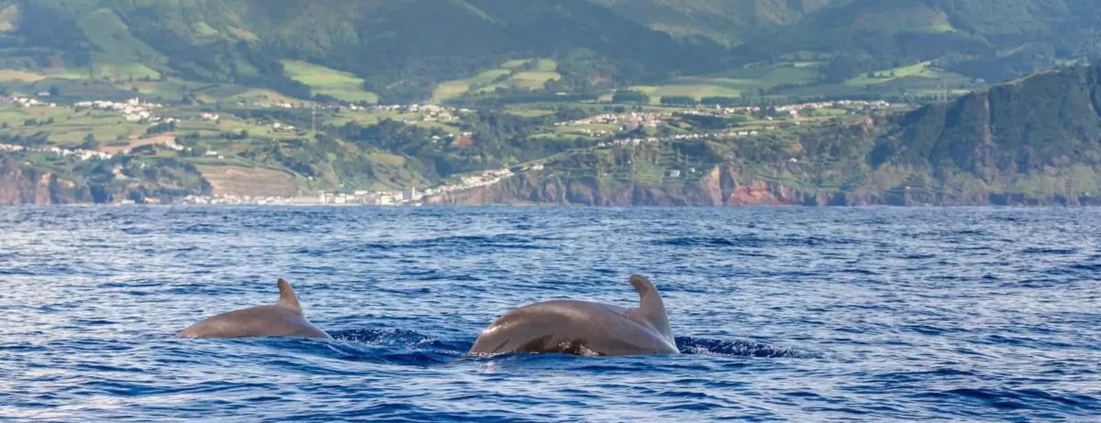 Dolphin Island Boat Trip