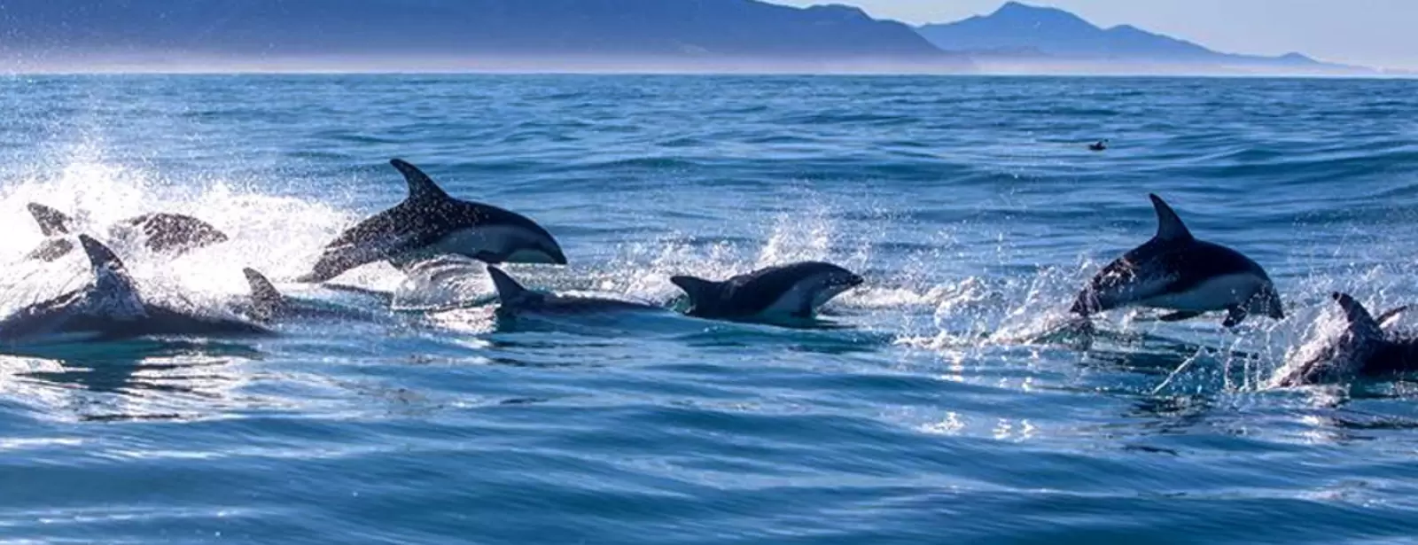 Dolphin Island Boat Trip