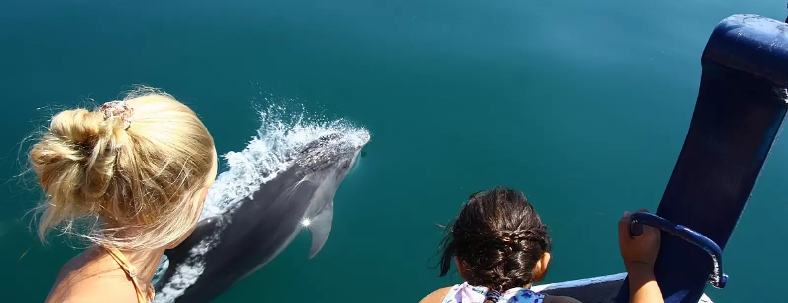 Dolphin Island Boat Trip