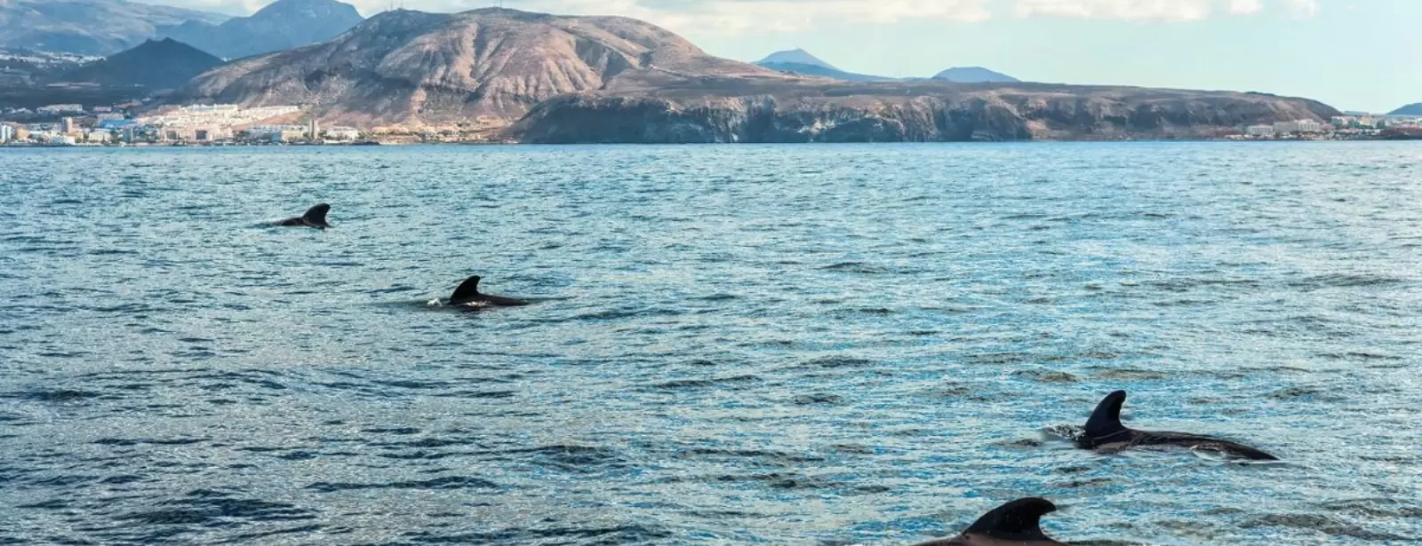 Dolphin Island Boat Trip