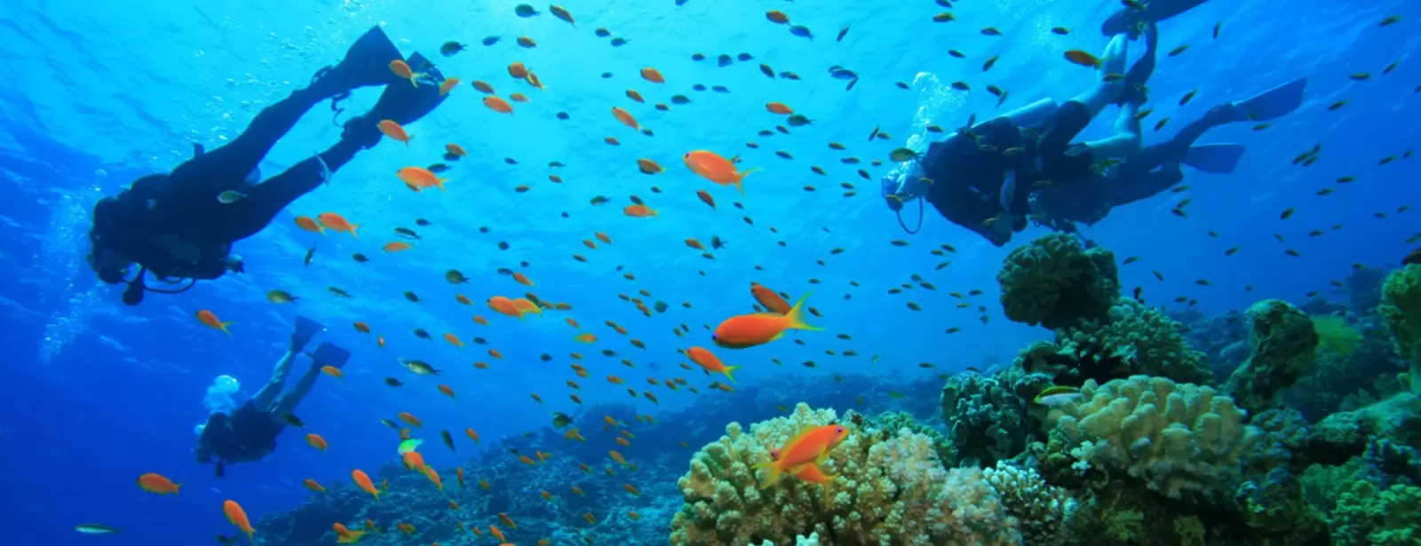 Scuba Diving Tour