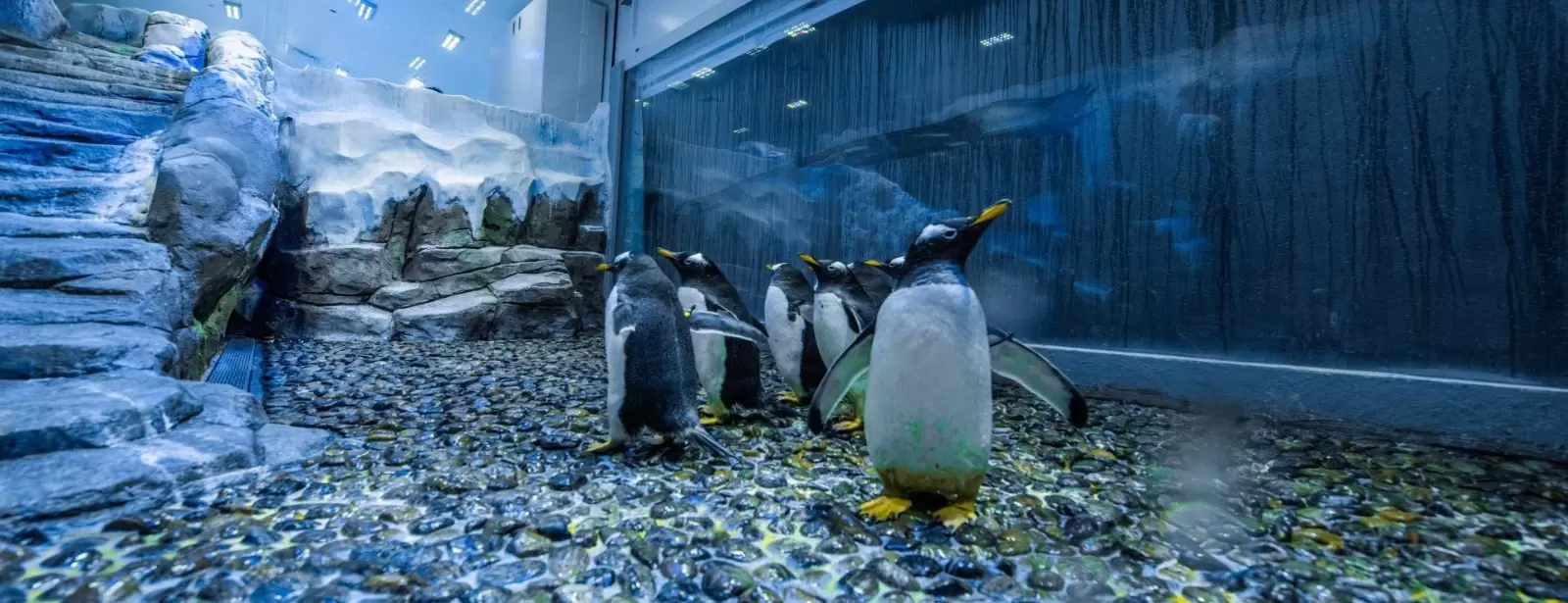 Dubai Aquarium & Underwater Zoo - Penguin Encounter