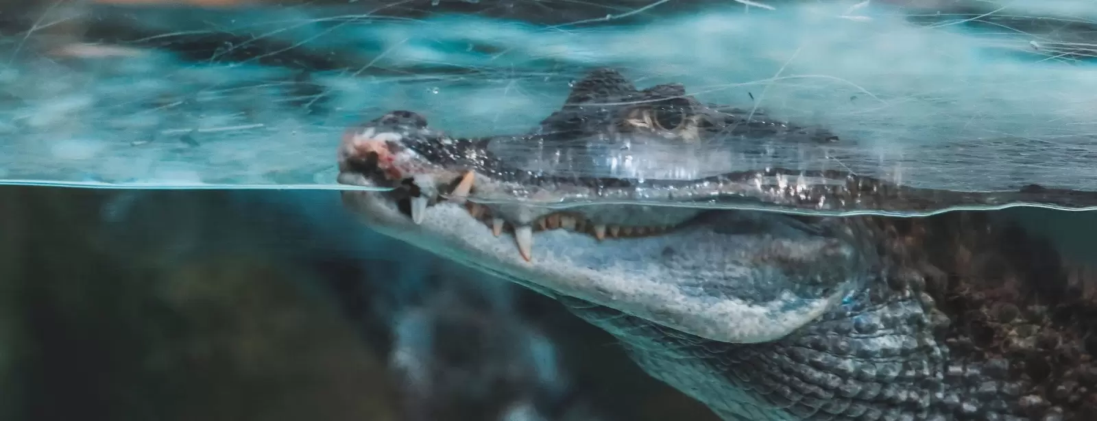 Dubai Aquarium & Underwater Zoo - King Crock Encounter