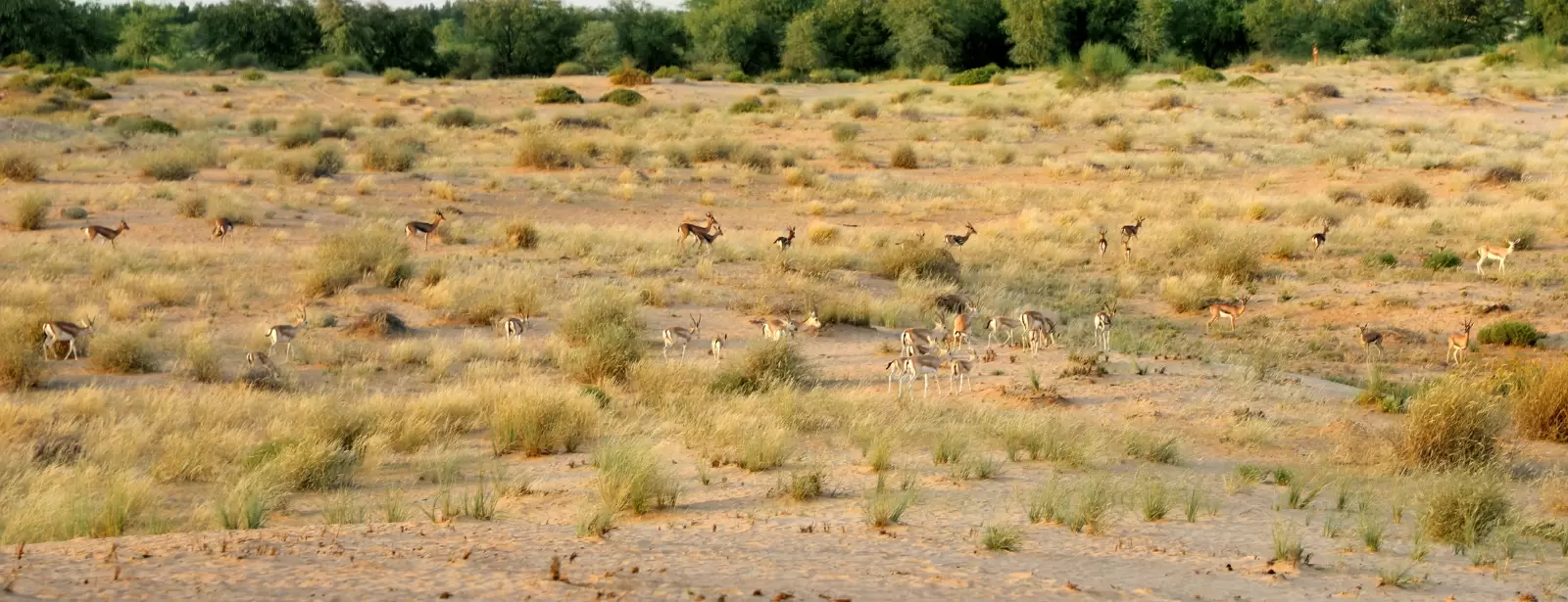 Dubai: Morning Heritage Safari by Vintage G-Class & Al Marmoom Oasis