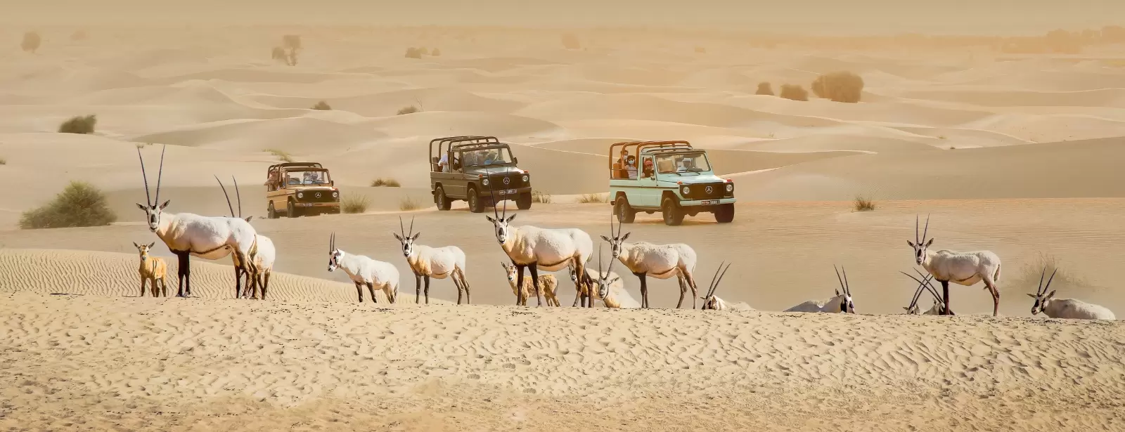 Dubai: Morning Heritage Safari by Vintage G-Class & Al Marmoom Oasis
