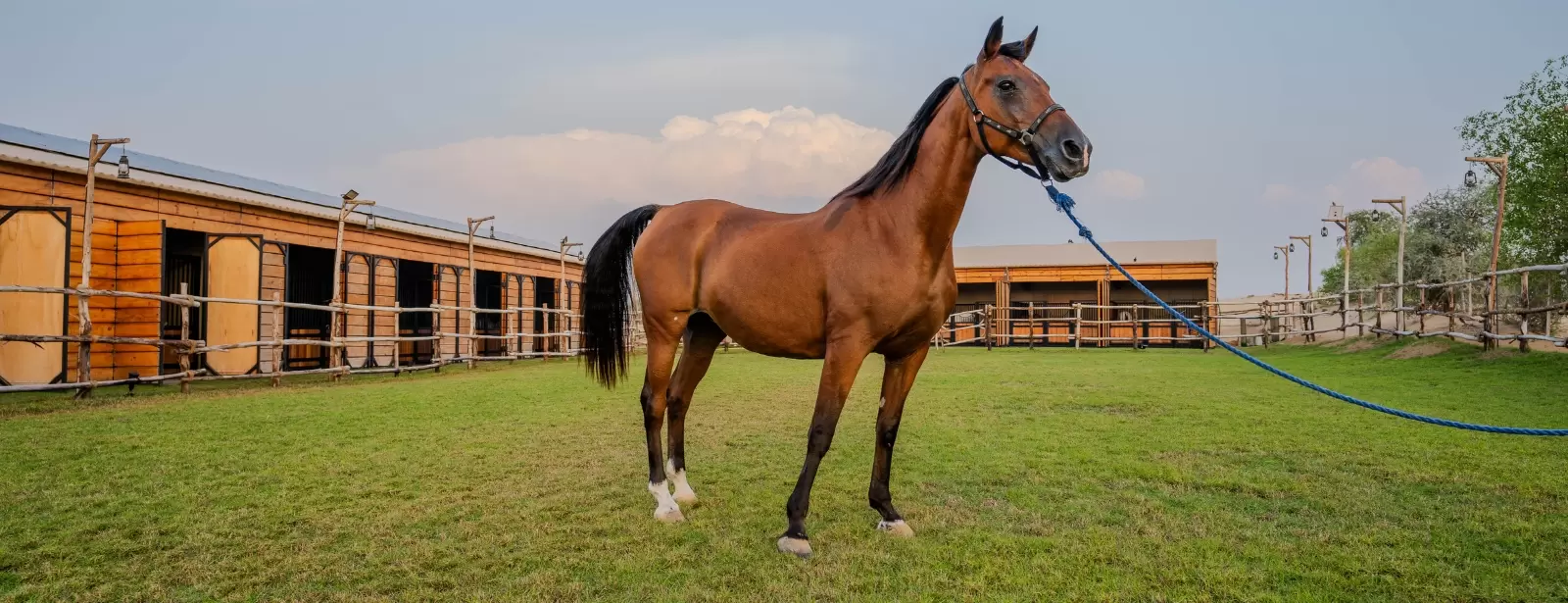 Sunset Horse Riding at Al Marmoom Oasis with a 6-Course Bedouin Dinner