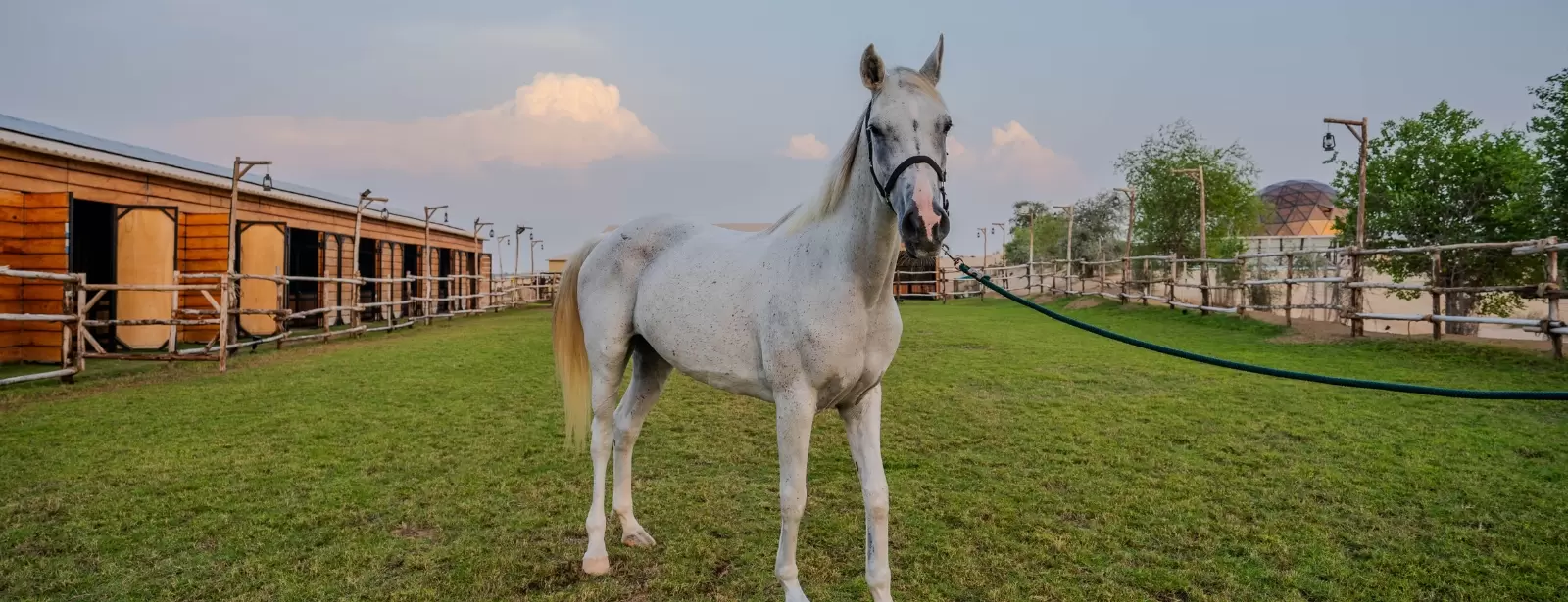 Sunset Horse Riding at Al Marmoom Oasis with a 6-Course Bedouin Dinner