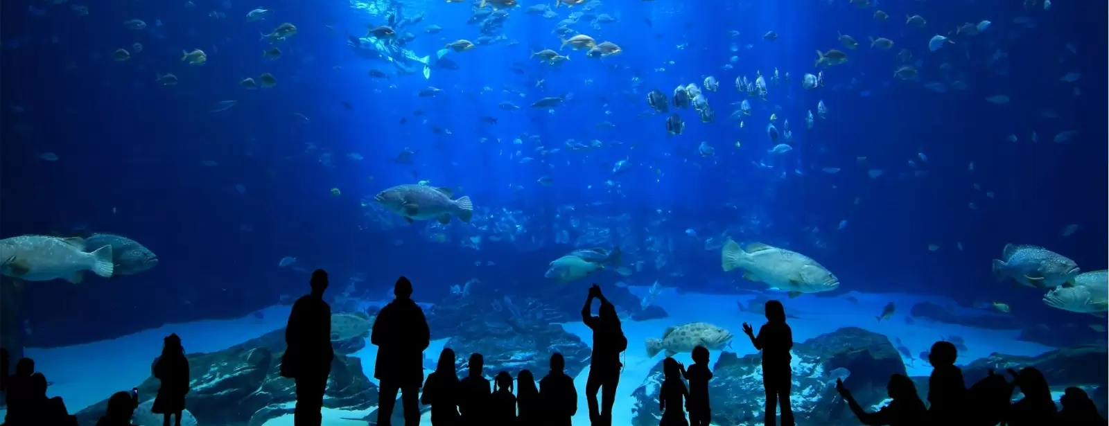 Istanbul Aquarium Ticket & Shuttle
