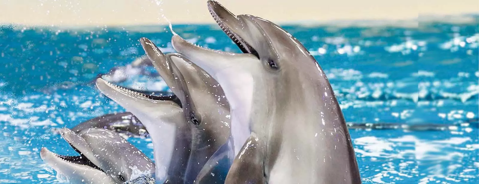 Dolphin & Seal Show - Dubai Dolphinarium