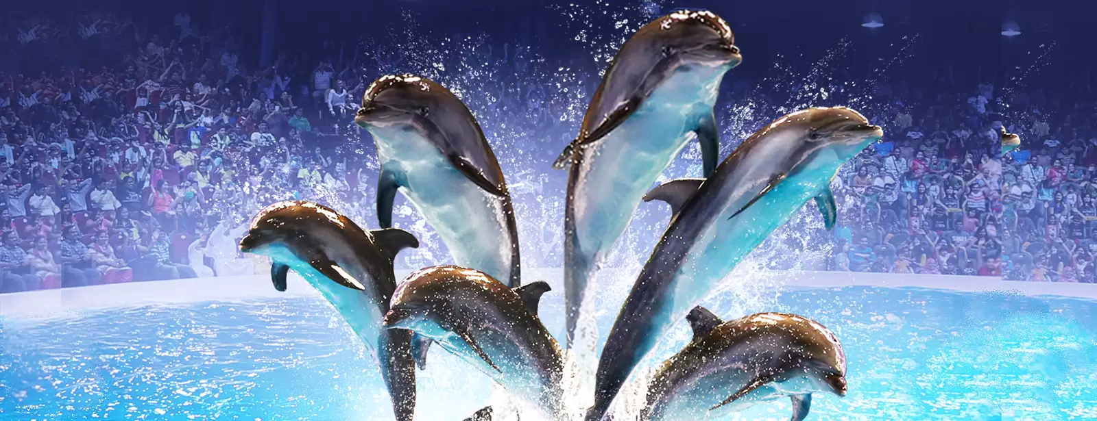 Dolphin & Seal Show - Dubai Dolphinarium