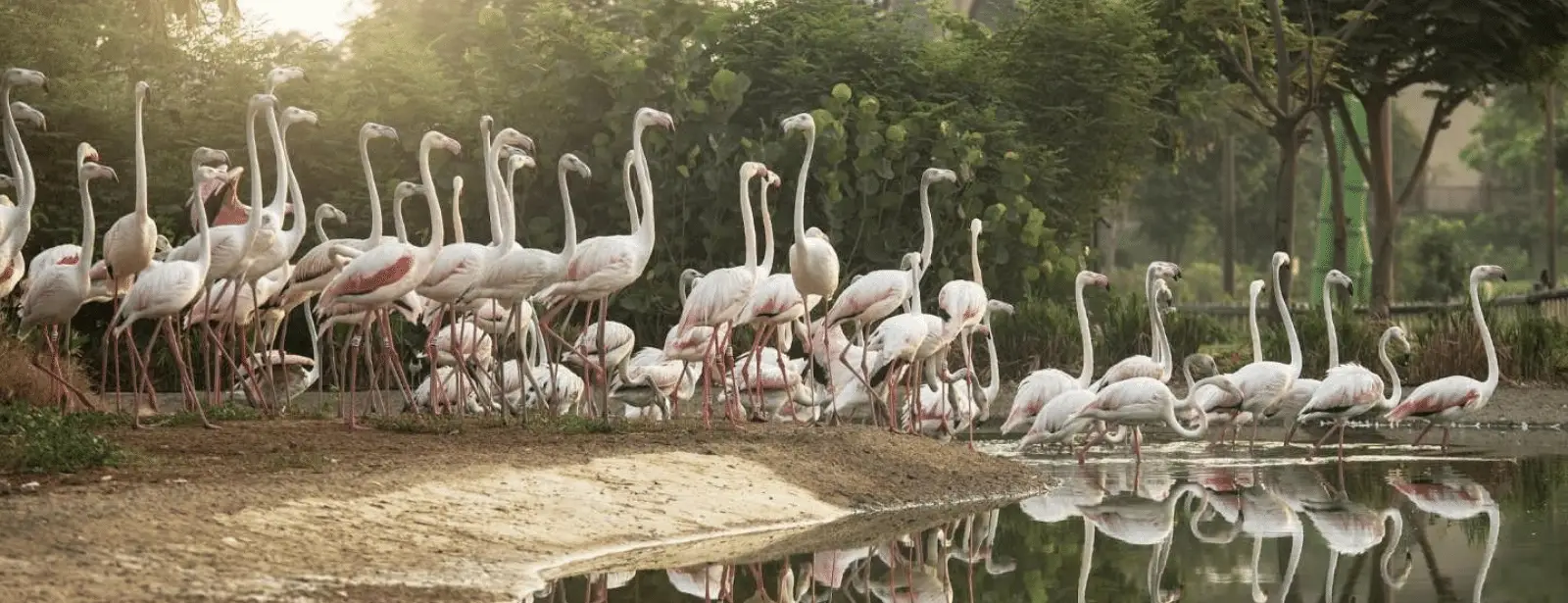 Dubai Safari Park