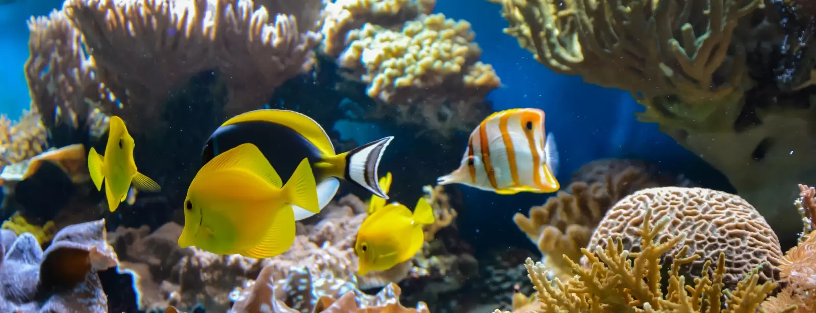 SEA LIFE Manchester Entry Ticket