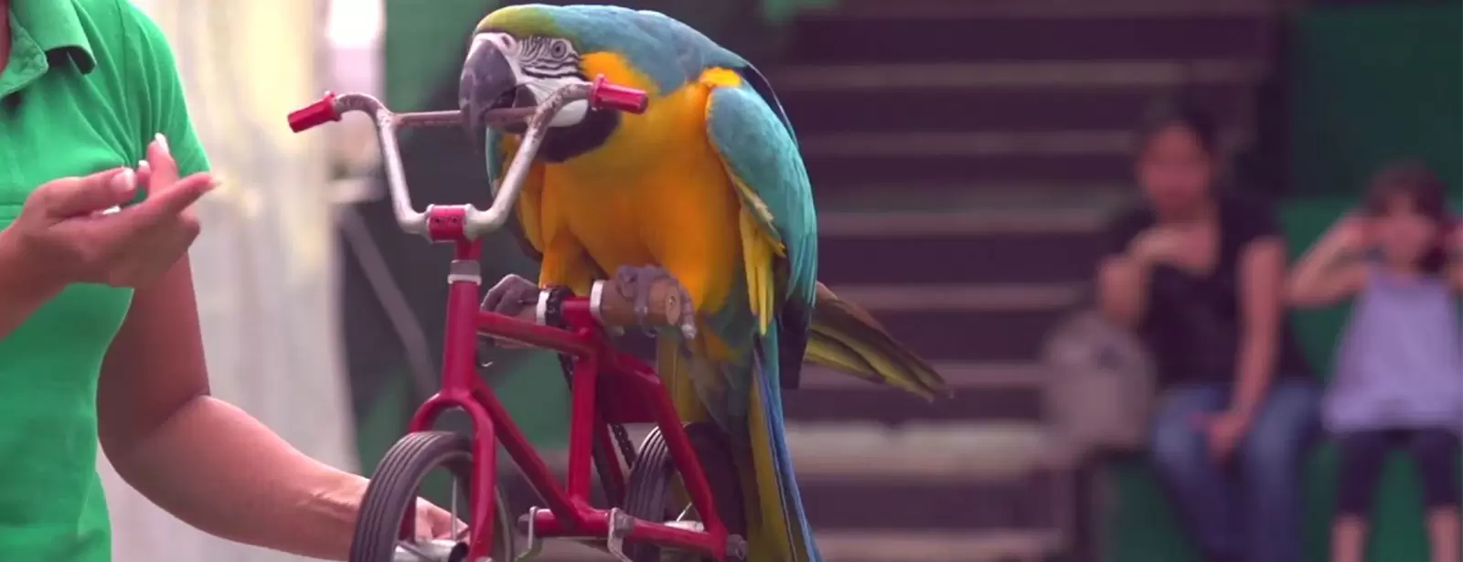 Exotic Bird Show - Dubai Dolphinarium