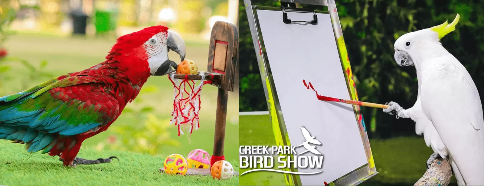 Exotic Bird Show - Dubai Dolphinarium