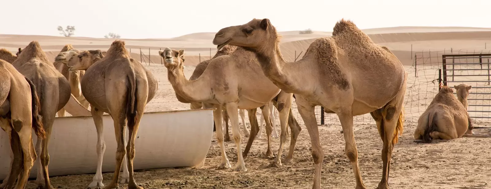 Desert Safari in RAK: Dune Bashing, Sand Boarding and a Camel Ride