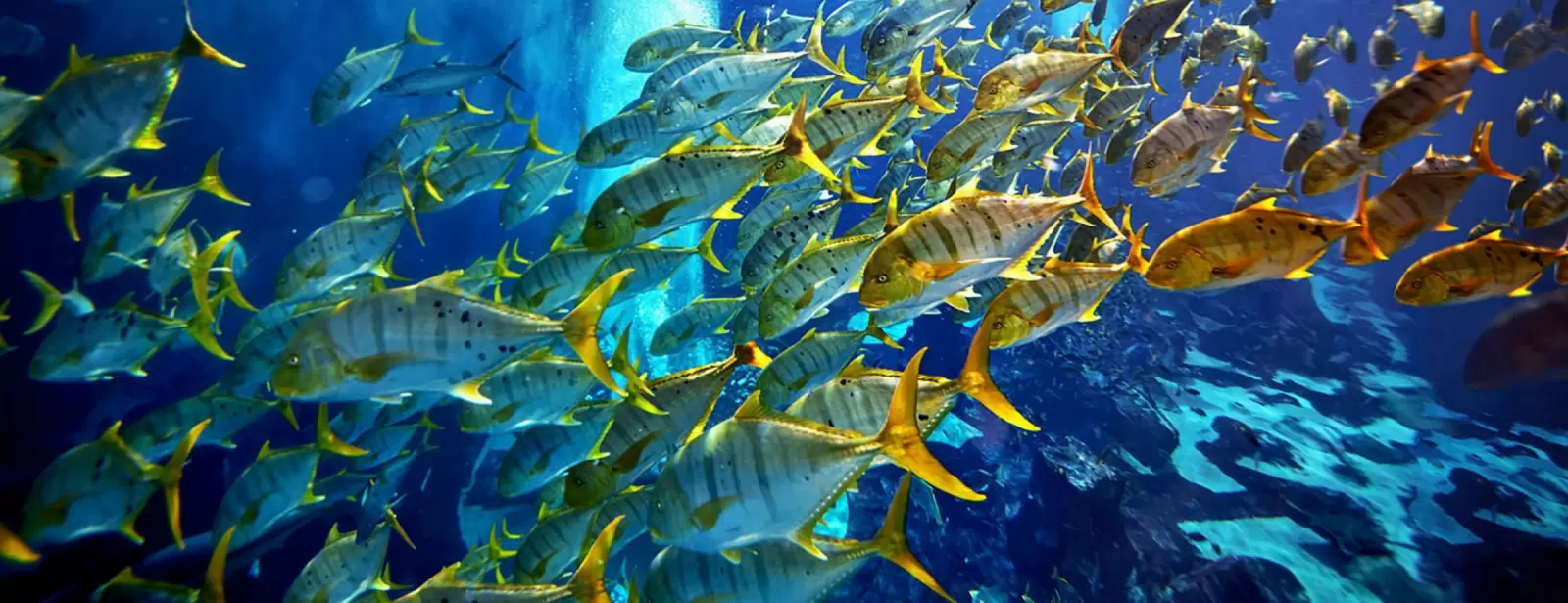 Lost Chambers Aquarium