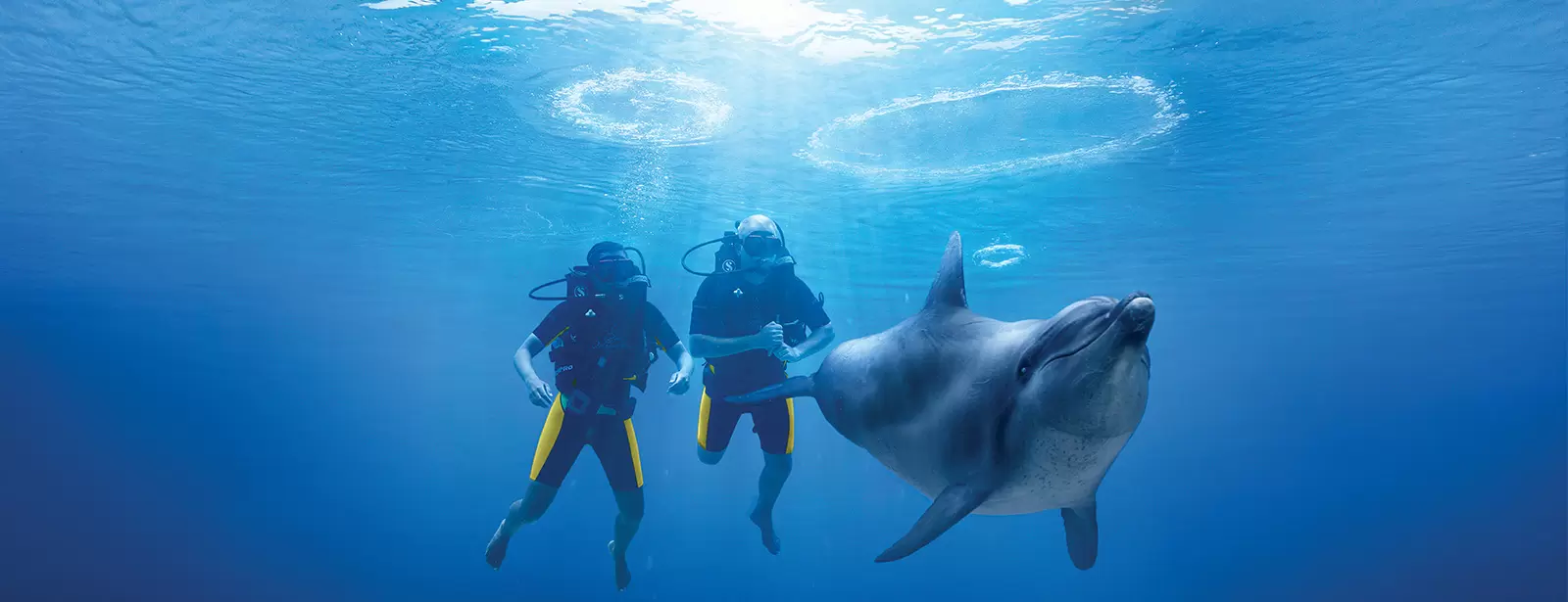 Dolphin Bay Experiences at Atlantis The Palm