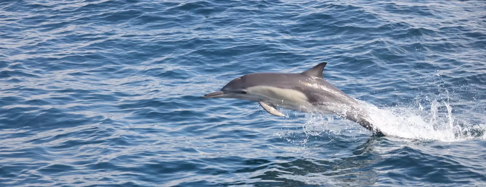 Dolphins Watching & Snorkeling