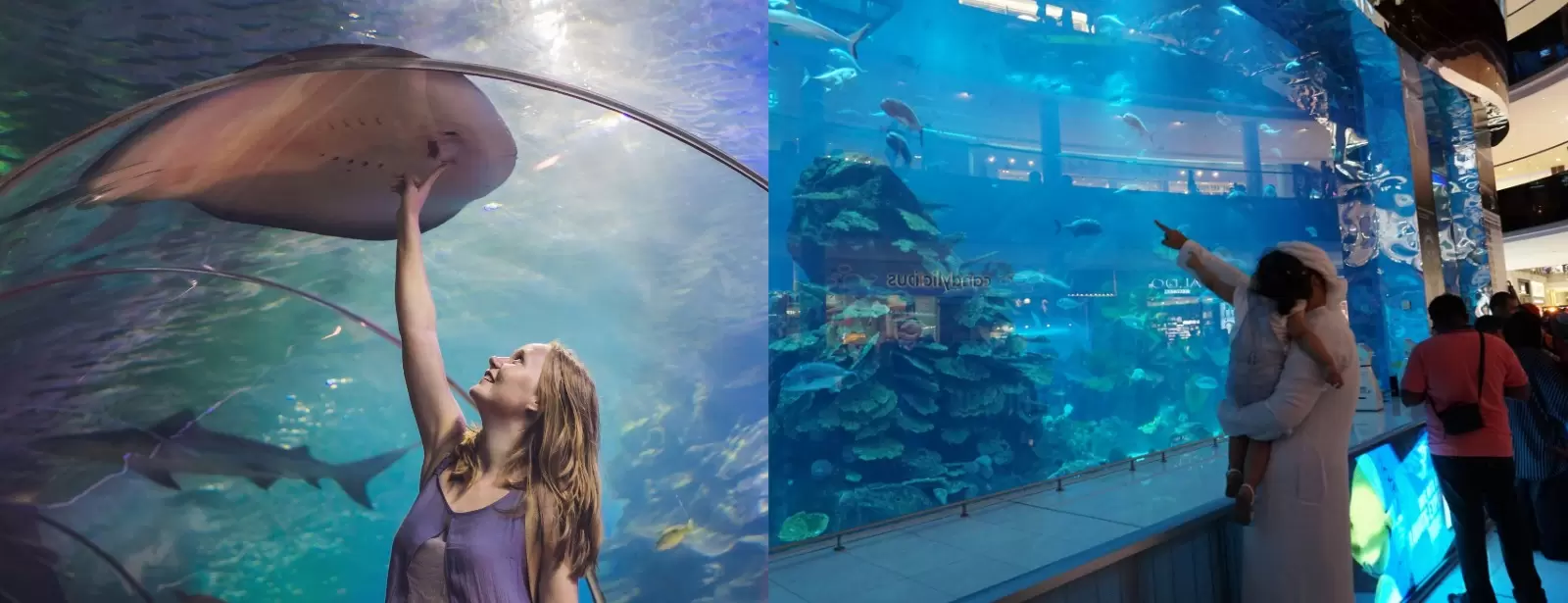 Dubai Aquarium & Underwater Zoo - Ray Encounter