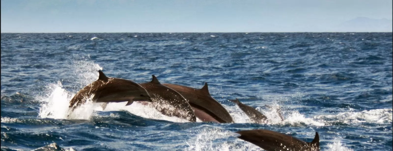 Dolphin Island Boat Trip