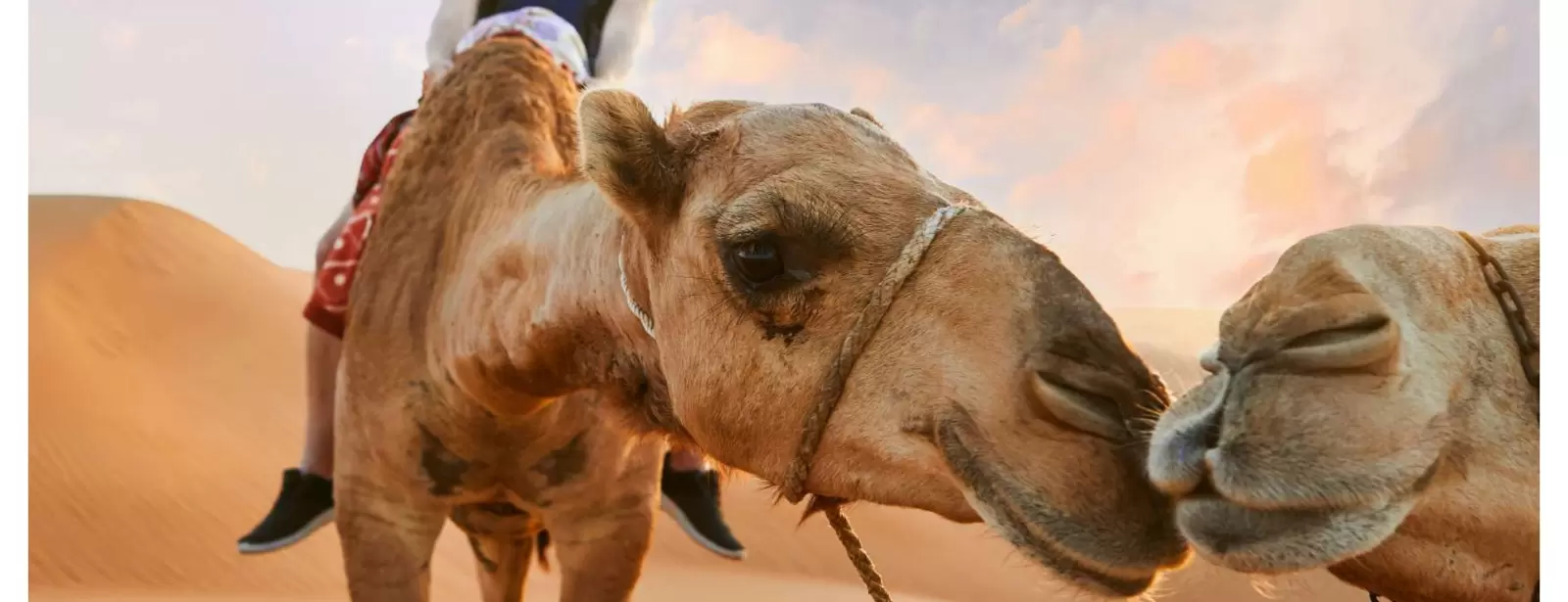 Dubai Desert Discovery: Red Dunes Safari, Sandboard & Camel Ride