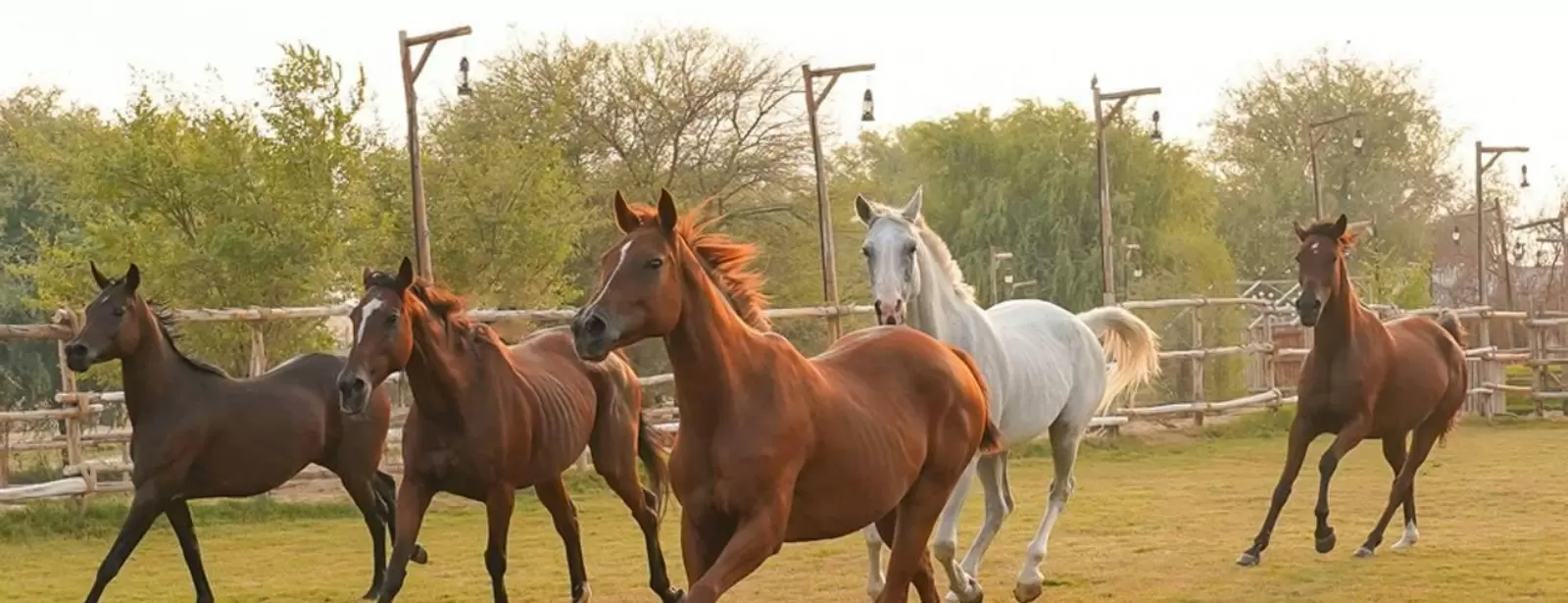 Horse Riding with Open Buffet Dinner & Shows