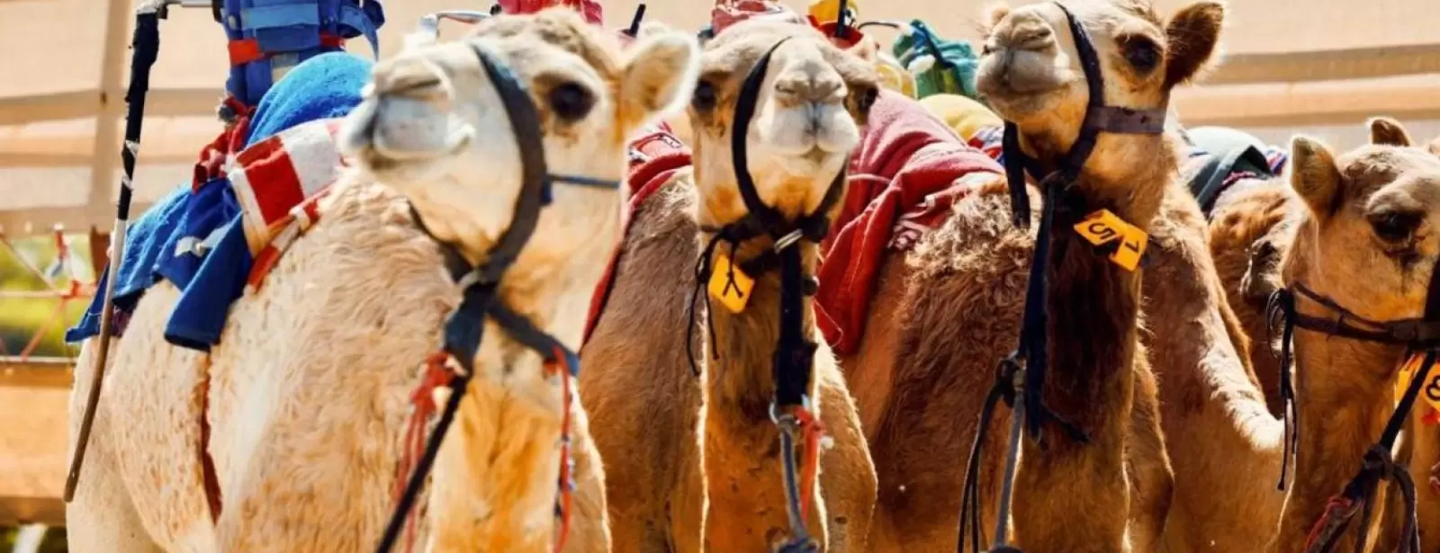 Camelicious Dubai