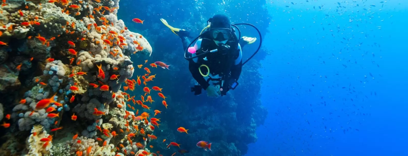 Diving Experience in Khasab